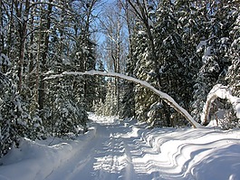 雪,太阳,冬天