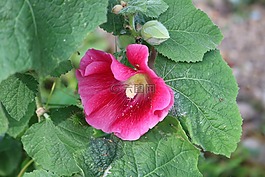 蜀葵,花,planr