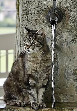 猫,getiegert,虎