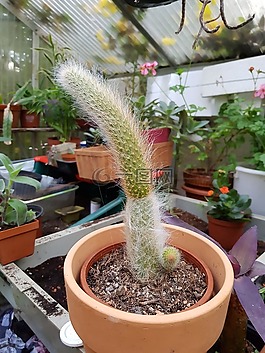仙人掌,温室,植物