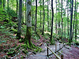 木材,森林,性質(zhì)
