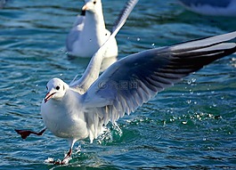 鷗,湖,鳥