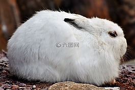 schneehase,野兔,母鹿