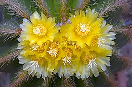 仙人掌,開花,廠