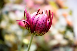 花,芽,自然