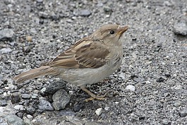 alpenmus,鳥,奧地利