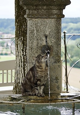 猫,getiegert,虎