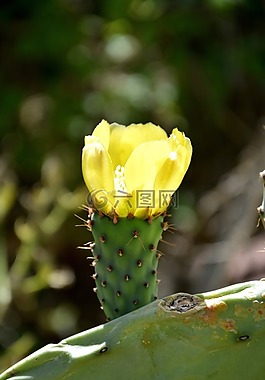 花卉,仙人掌花,仙人掌