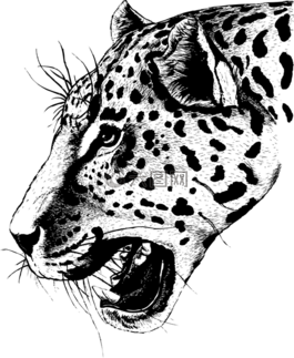 豹,头,肖像