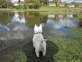 狗,westie,西西高地白梗