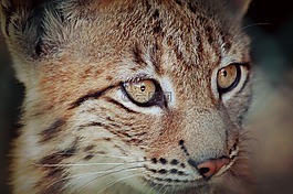 猞猁,山猫宝宝,年轻的动物