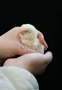 雞,公雞,鳥