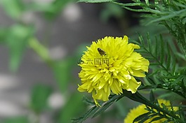 黃色,花,自然