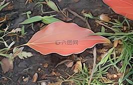 自然,植物,多彩