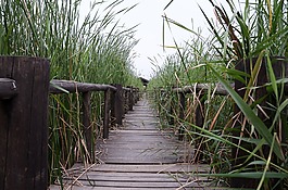 河南,陈桥,湿地