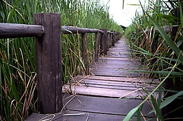 河南,新鄉,陳橋