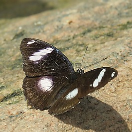 蝴蝶,昆蟲,翼