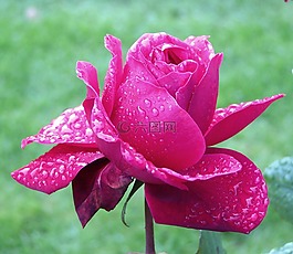 玫瑰,花,廠