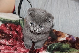 小猫,猫,灰色