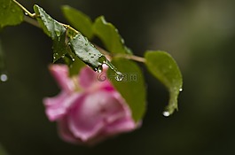 玫瑰,葉子,雨