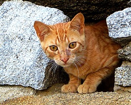 猫,小猫,年轻的猫