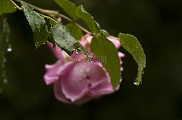 玫瑰,葉子,雨
