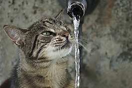 猫,getiegert,虎