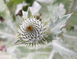 薊,開花,芽