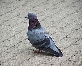 鴿子,鳥,動物