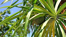 熱帶植物,菠蘿,藍(lán)天