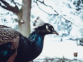 冬天,孔雀,雪