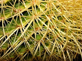 仙人掌特寫,多刺,仙人掌