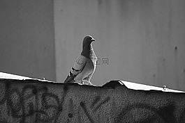 鴿子,鳥(niǎo),動(dòng)物區(qū)系
