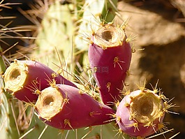 仙人掌,花椒梨,亞利桑那州