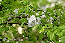 木材,鮮花,春天