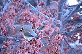 冬天,鳥,凍結