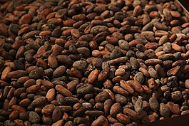 可可,bean,烤