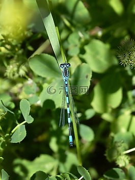 藍(lán)蜻蜓,coenagrion hastulatum,葉