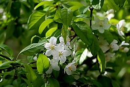 木材,鮮花,春天