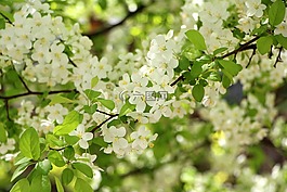 木材,鮮花,春天