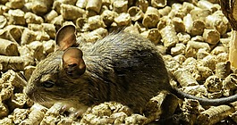 購(gòu)買degu,嚙齒動(dòng)物,穿著鼠