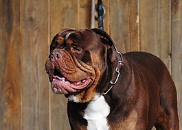 重生 bulldogge,狗,英國牛頭犬