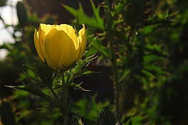 花卉,黃色,花園