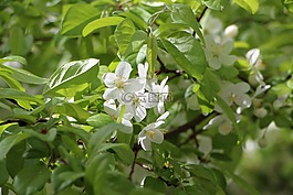 木材,鮮花,春天