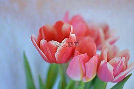 鮮花,郁金香,明亮