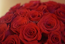 玫瑰,鮮花,花卉