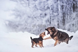 冬天,狗,雪