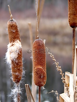 老獵犬,湖,性質(zhì)