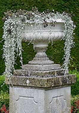 安芙蘭,花園,夏季