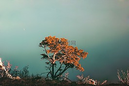 樹(shù),植物,自然